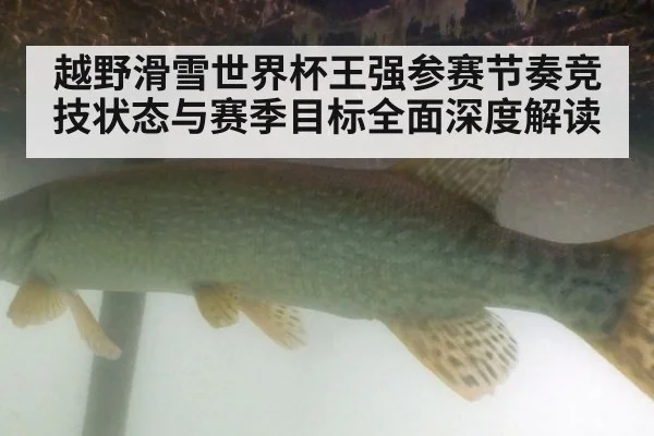 越野滑雪世界杯王强参赛节奏竞技状态与赛季目标全面深度解读